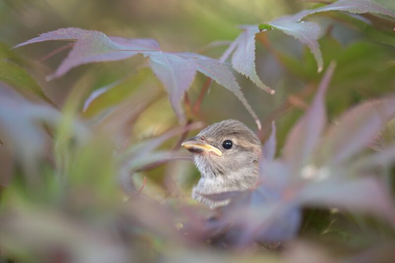 Hidden beautiful bird